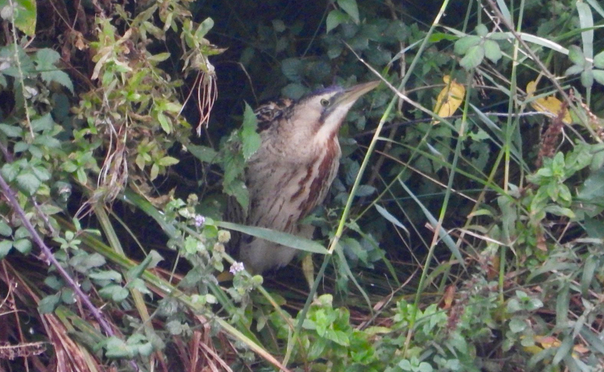 Bittern in the Duck Decoy