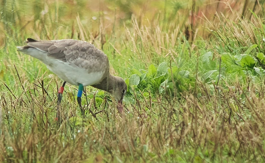 A busy duck marsh
