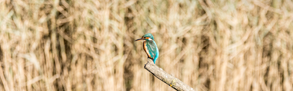 Kingfisher 966x300.jpg