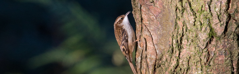 Treecreeper 944x300.jpg