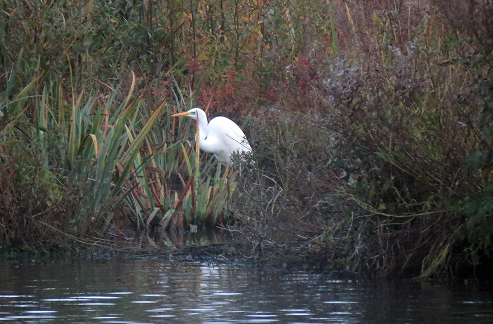 Great egret still onsite this week