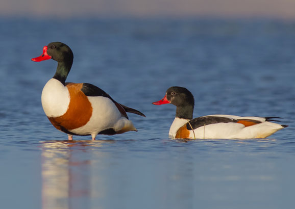 Wildlife Sightings for 9th January 2026