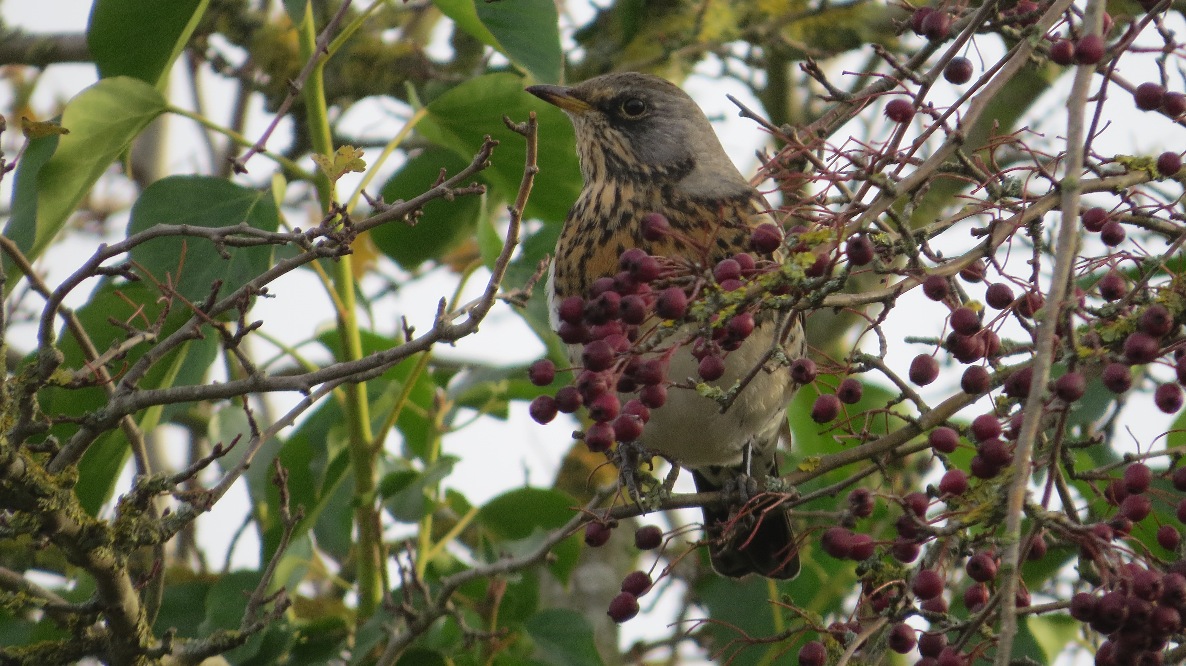 Wildlife Sightings for 19th October 2025