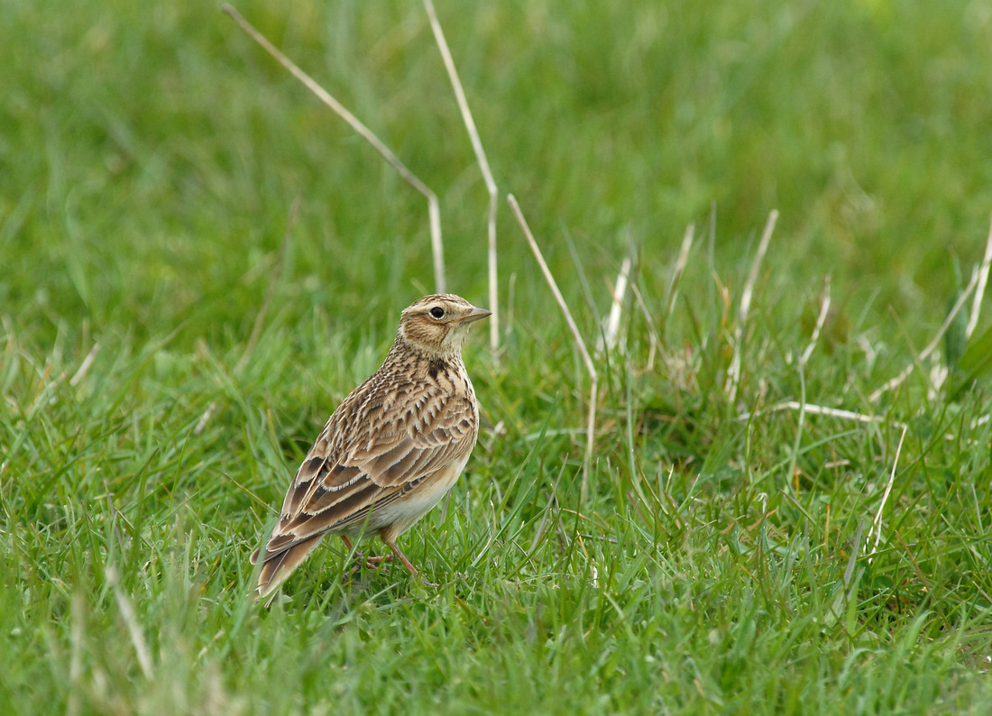 Wildlife Sightings for 13th March 2024