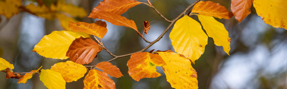 Autumn leaves 966x300 2.jpg