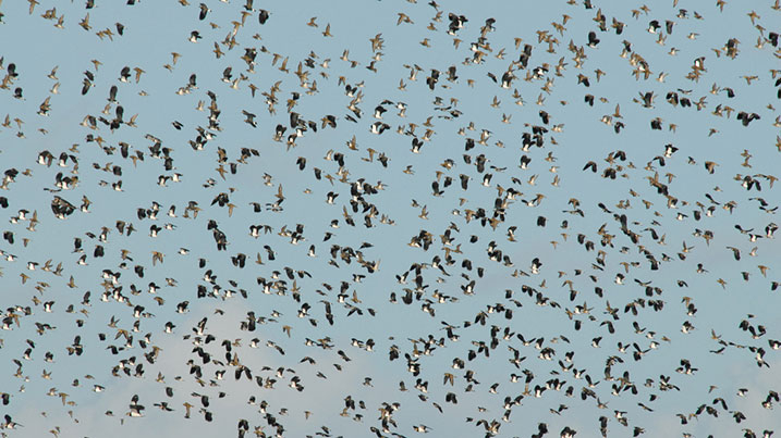 goldenplover_lapwing_flock_717x403.jpg