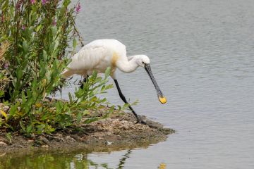 Wildlife Sightings 19/04/2026