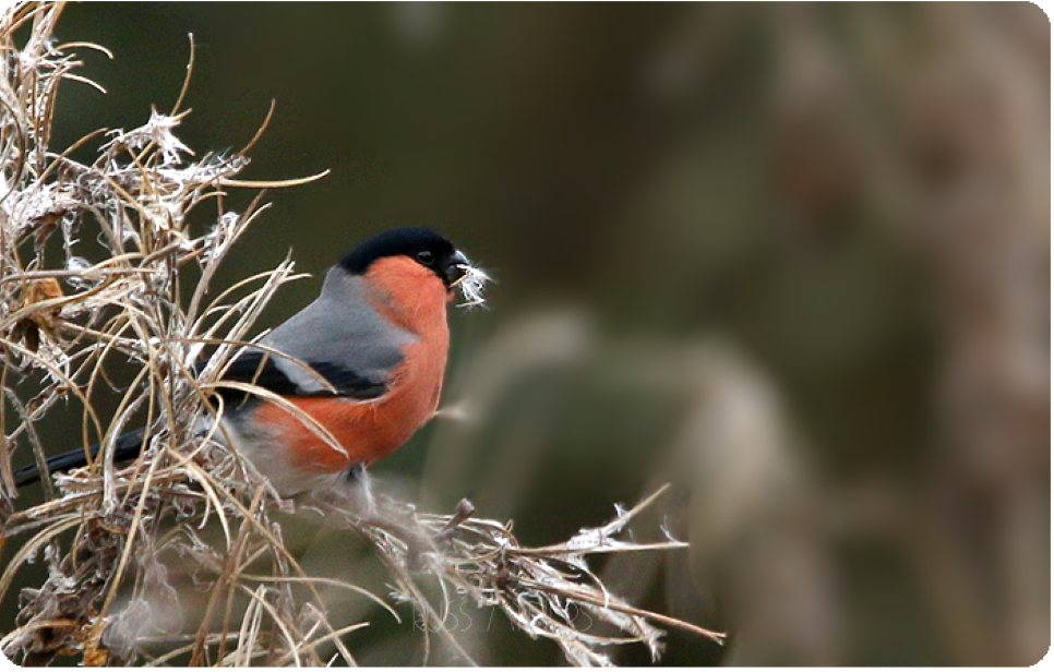 Recent Sightings 4th - 10th December