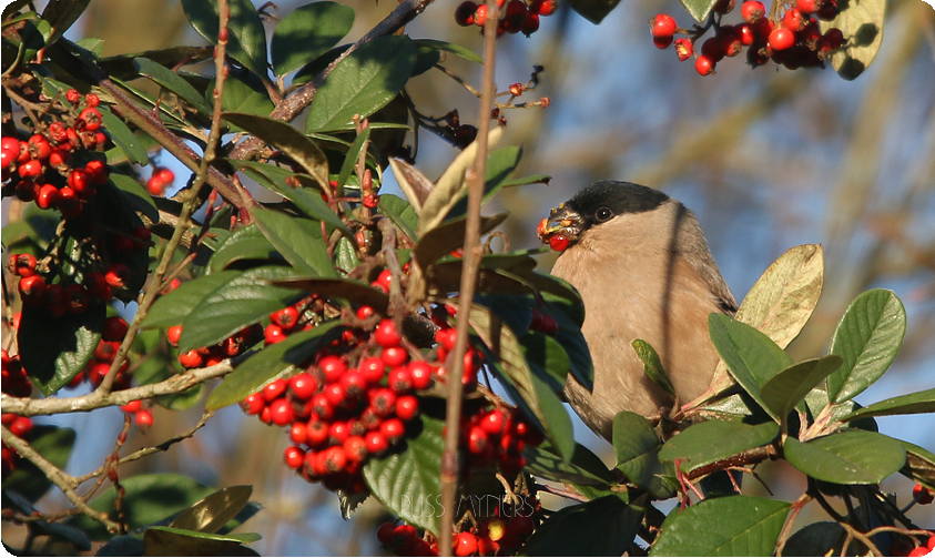 Recent Sightings 15th - 21st January