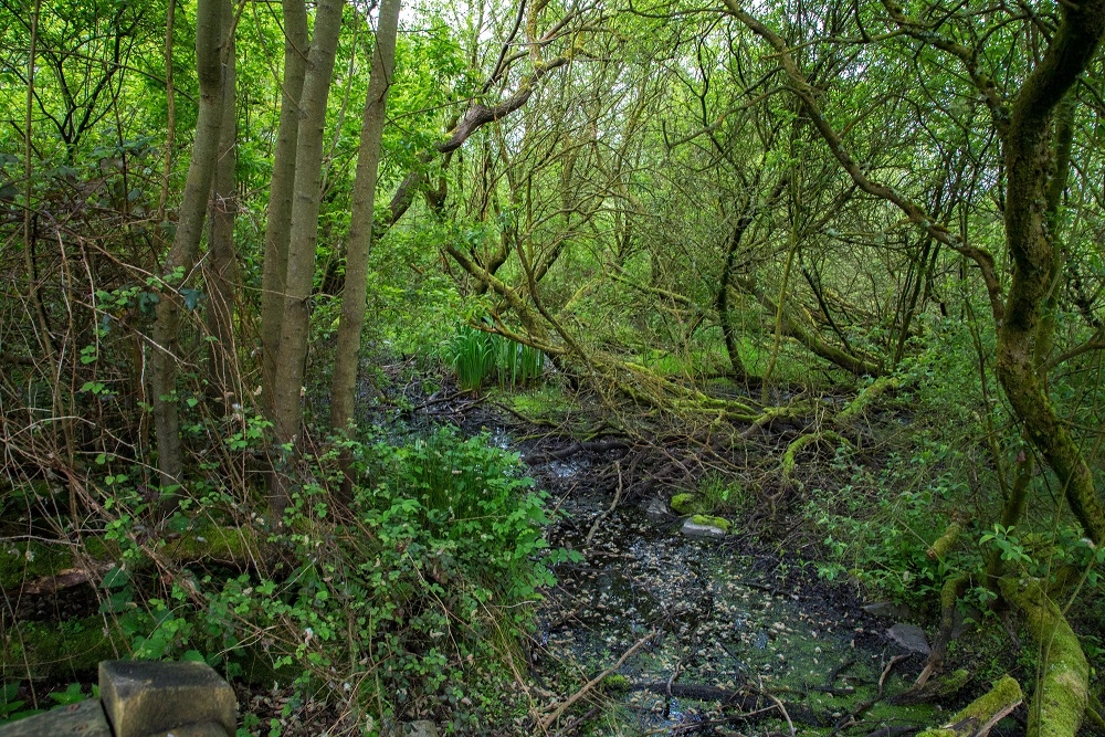 View: Coppicing and pollard walk
