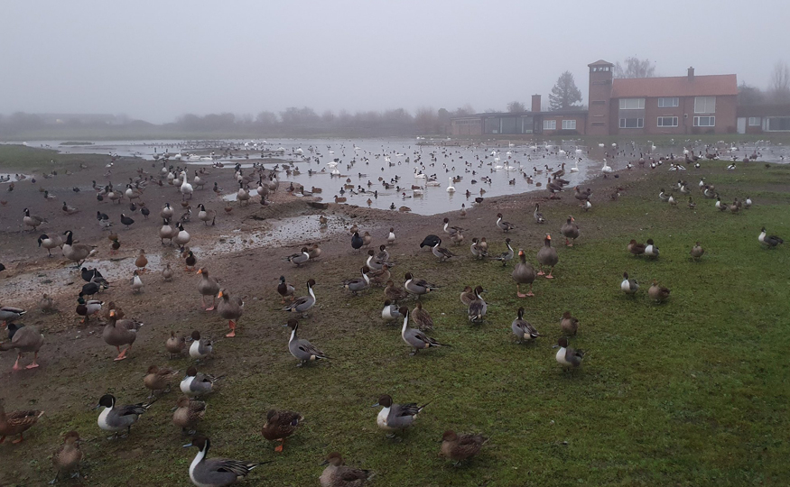 A foggy start