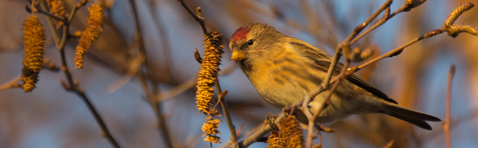 Lesser redpoll stock 966x300.jpg