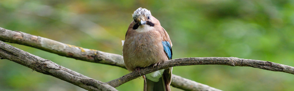 Smiling jay - Ian Henderson 966x300.jpg