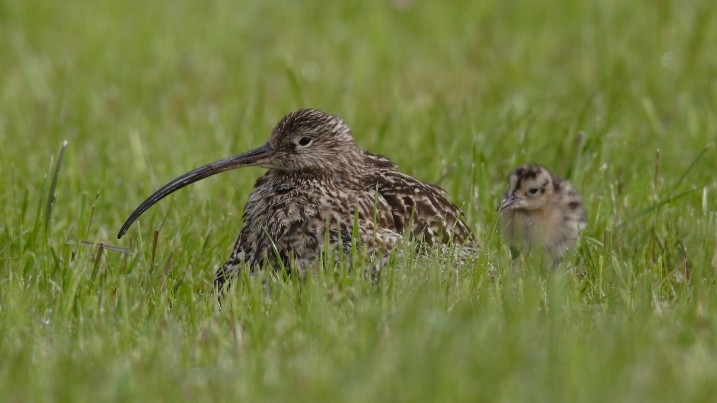 Curlew in wet grassland