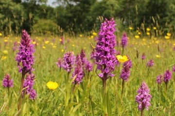 Flourishing floodplains