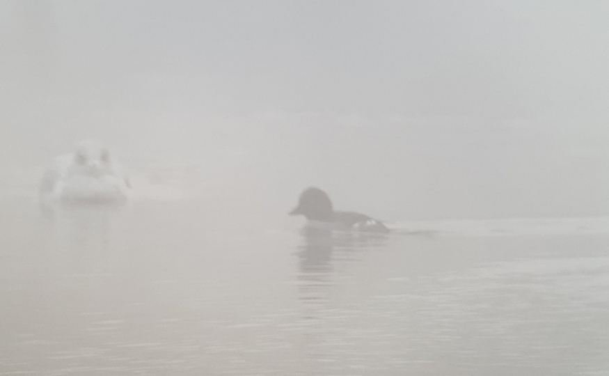 Fogged in