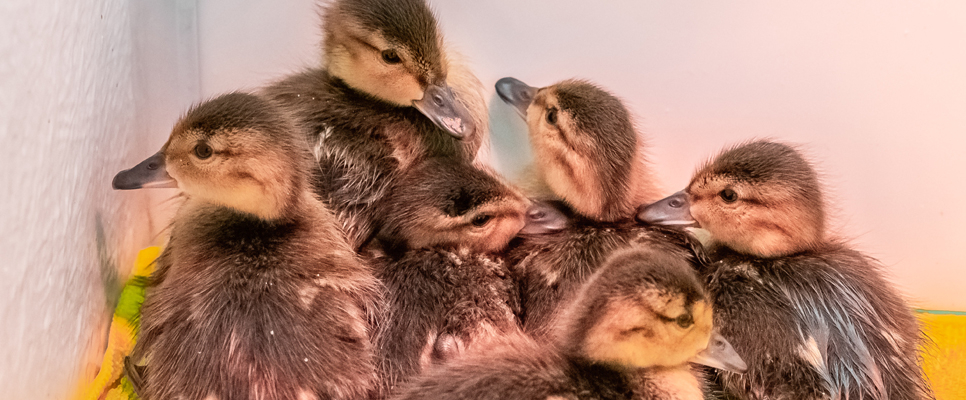 Falcated ducklings in WWT Washington duckery.jpg