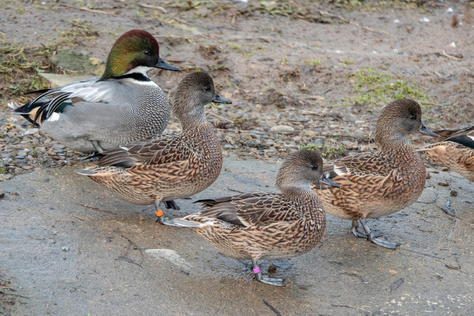 Falcated ducks show off their plumage!