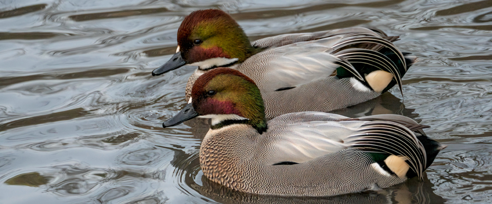 Falcated ducks males.jpg