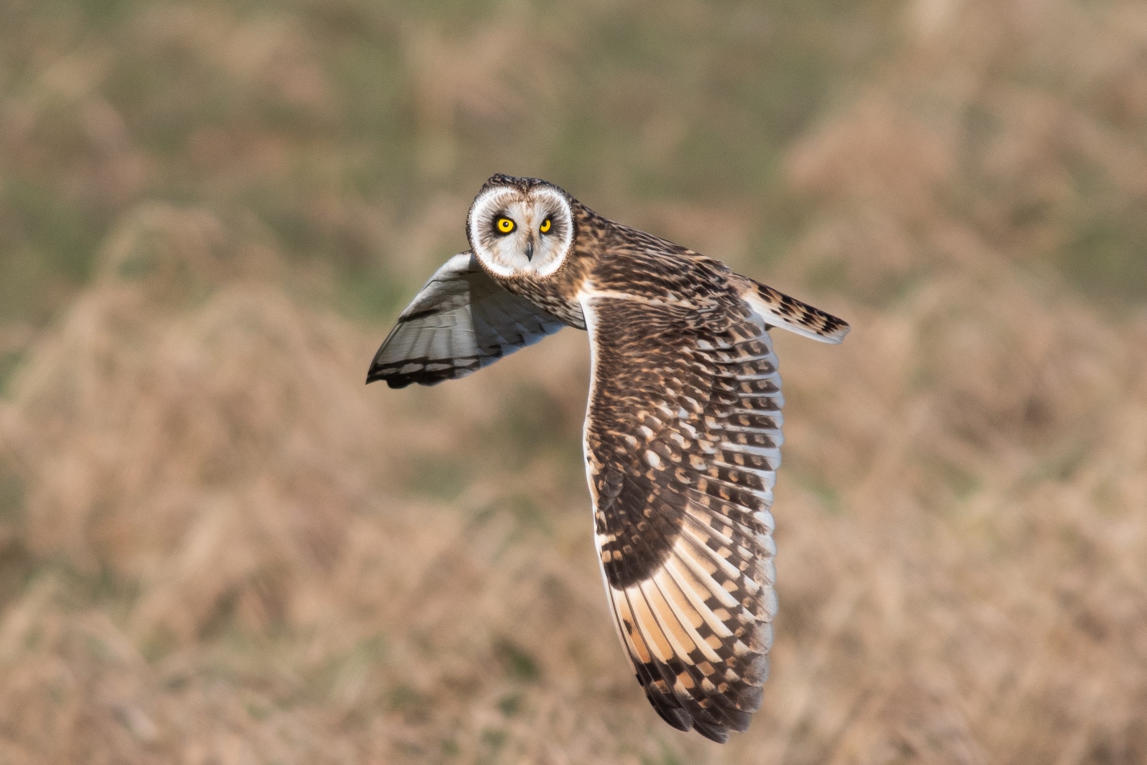 Latest Sightings