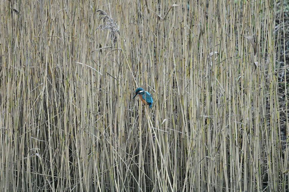 Alex Ditch - Kingfisher.jpg