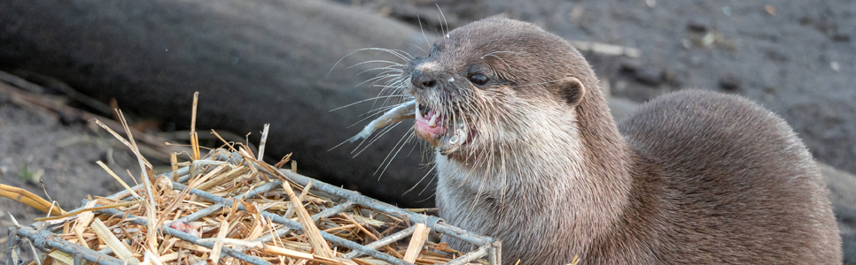 Otter enrichment 2 - 966x300.jpg