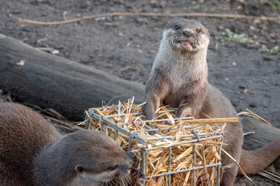 Otter enrichment - 966x644.jpg