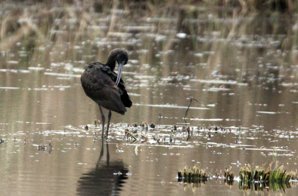 Glossy ibis drops in for a long visit
