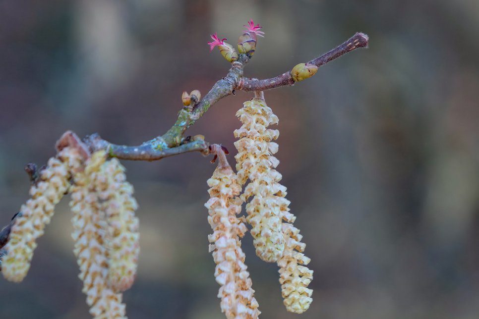 Early signs of spring around our wetlands 