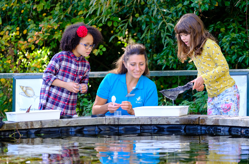 View: Pond Dipping at the Raised Pond