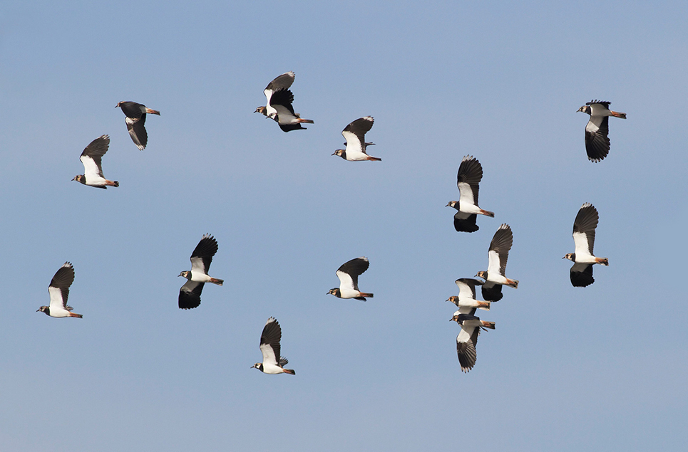 Flock of lapwing & a flush of snipe