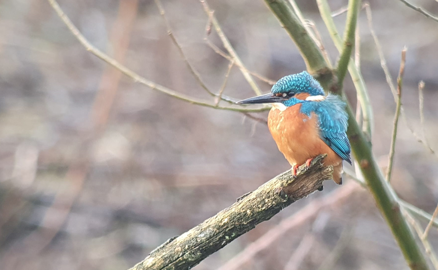 Kingfishers becoming more regular
