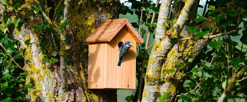 Blue tit nest box - Pixabay stock 966x400.jpg