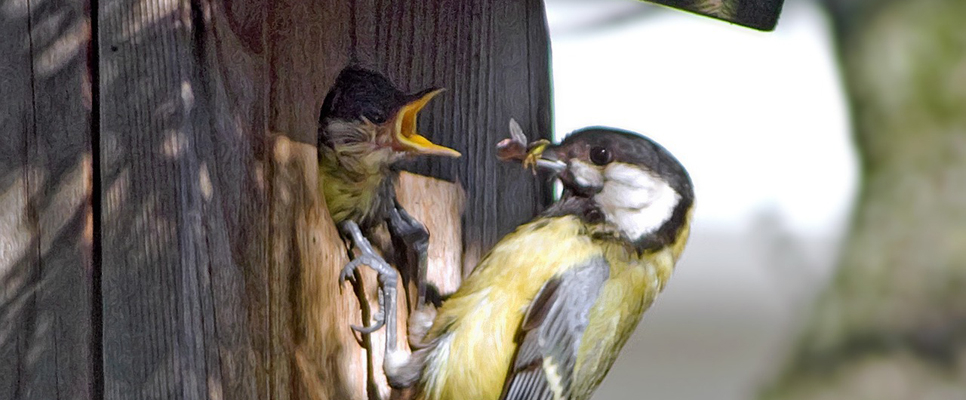 Great tit nest box - Pixabay nest box 966x400.jpg