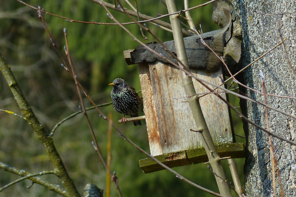 It's National Nestbox Week!