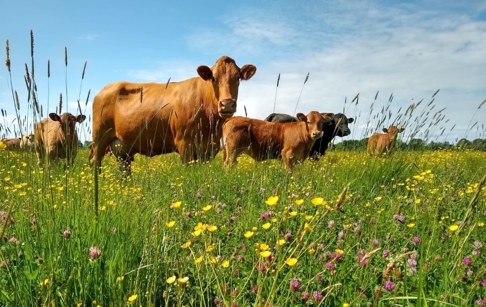View: Conservation grazing guided walk