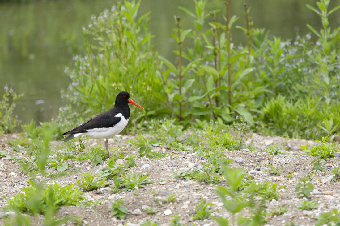 Wildlife Sightings for 15th May 2024