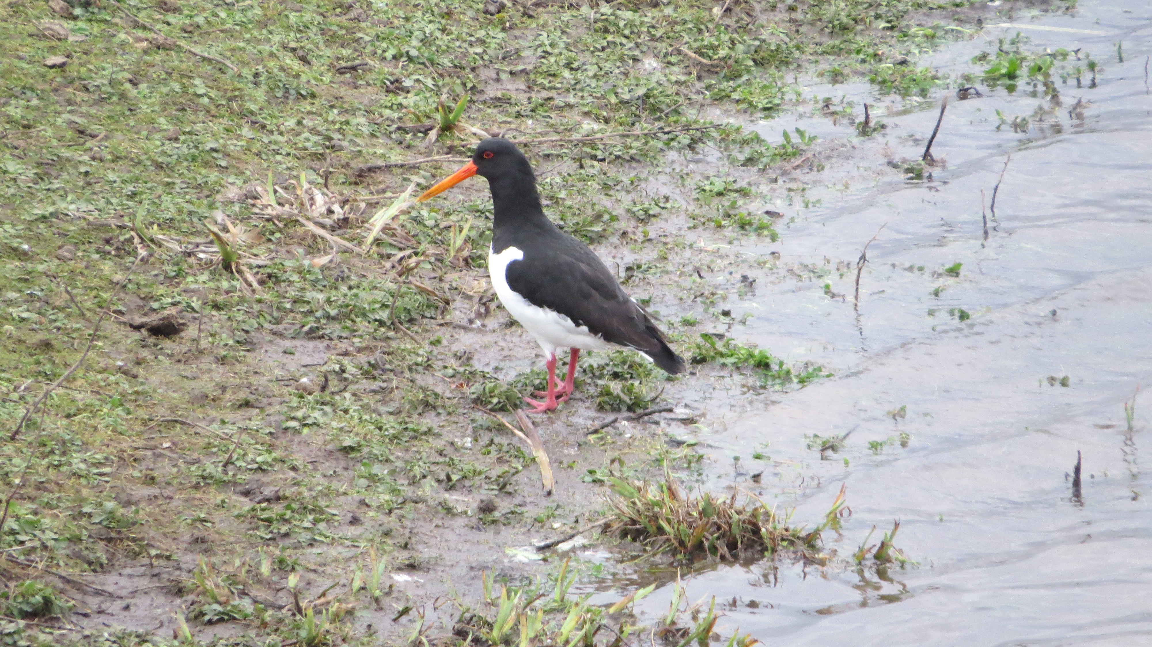 Wildlife Sightings for 8th February 2026