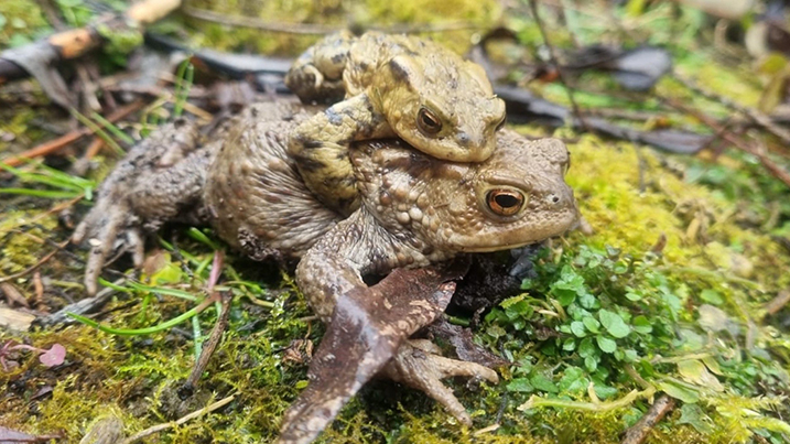 day piggyback toad.jpg