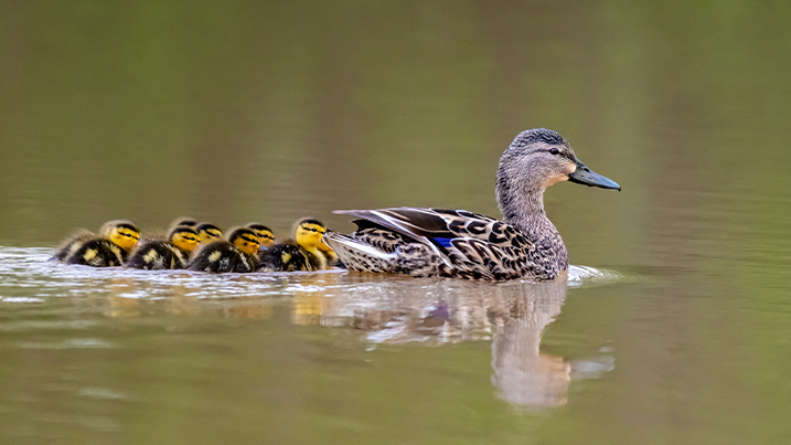 A line of fluffy mallard ducklings swimming behind their mother