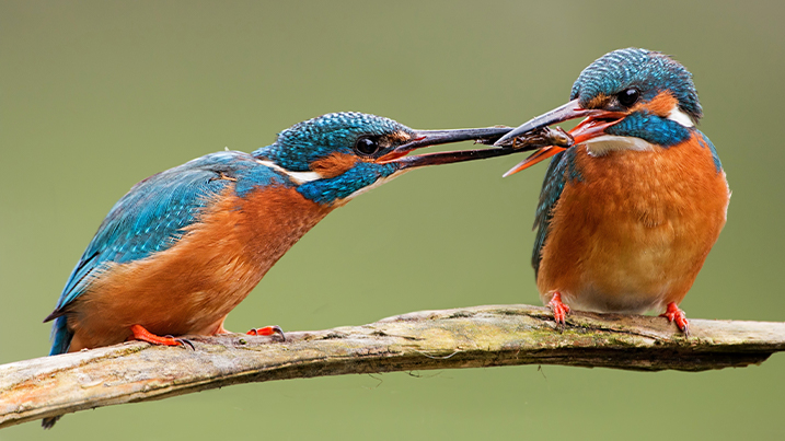 A pair of kingfishers. The male is giving a fish to the female as part of their breeding behaviour