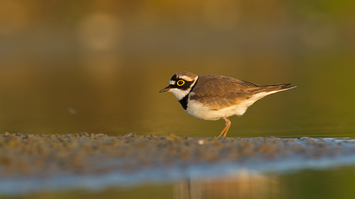 Little ringed plover