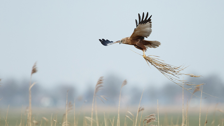A marsh harrier carrying nesting material
