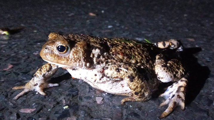 nightfemale toads.jpg