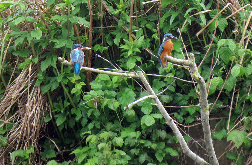 Kingfisher pair back at the nesting bank