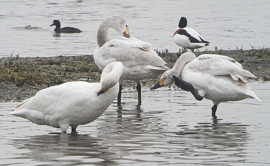 Our Bewick's Swans remain