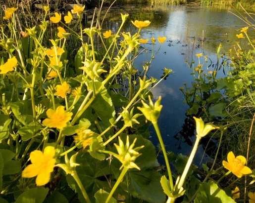 Marsh Marigold WWT Ross Paxton.jpg