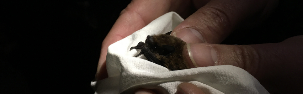 Soprano Pipistrelle In Hand.jpg