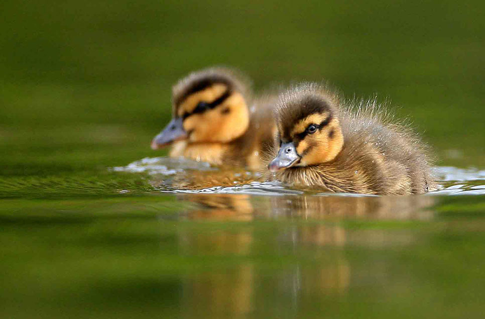 Five quacktastic tips for Easter fun with a difference