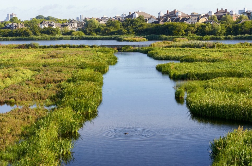 Why we need action for wetlands as part of the UK's nature recovery plan